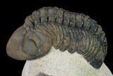 Reedops Trilobite - Foum Zguid, Morocco #165966-5